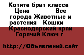 Котята брит класса › Цена ­ 20 000 - Все города Животные и растения » Кошки   . Краснодарский край,Горячий Ключ г.